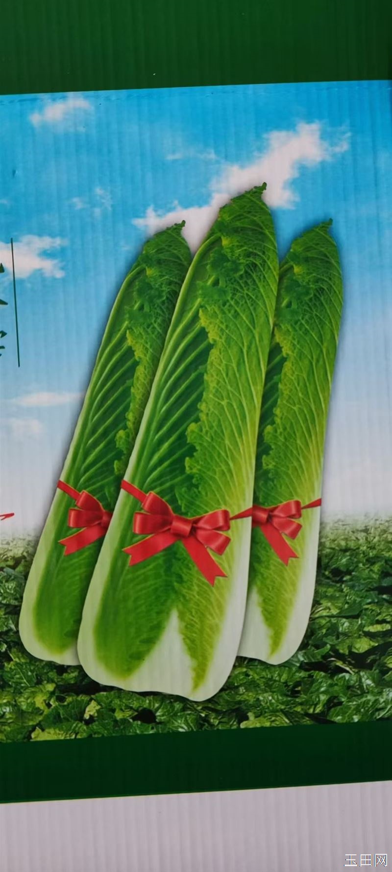 玉田包尖菜预定中!