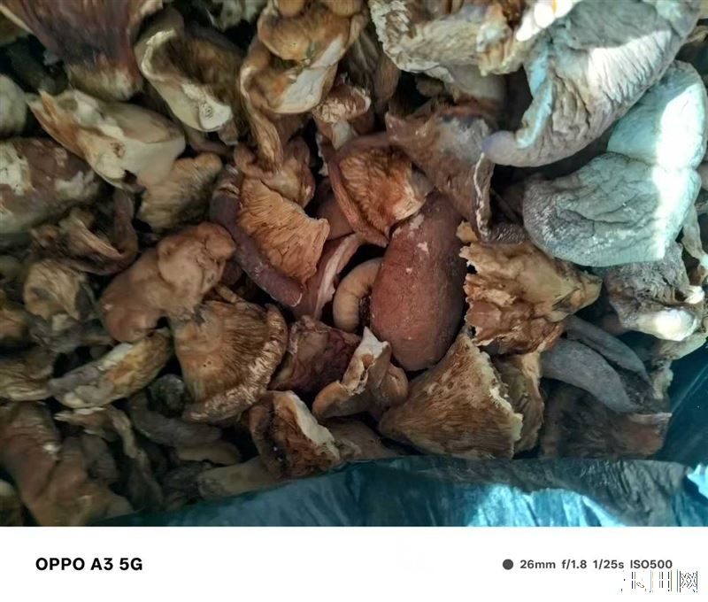 有想野生榛蘑元蘑松散蘑可以联系我