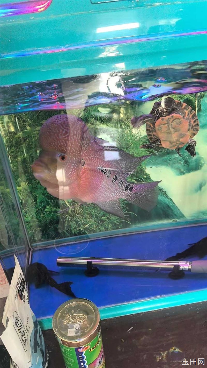 出售罗汉鱼观赏鱼，有喜欢的抓紧联系