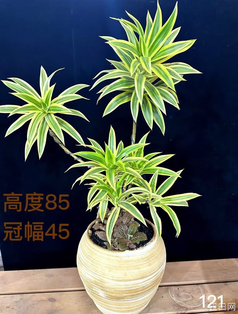 绿植鲜花店招绿植销售人员，需要给绿植浇水护理一下，对绿植感兴趣的朋友优先