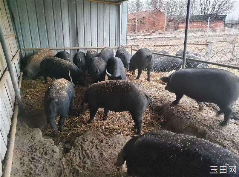 需要散养猪肉的联系，电话13514244151，地址郭桥