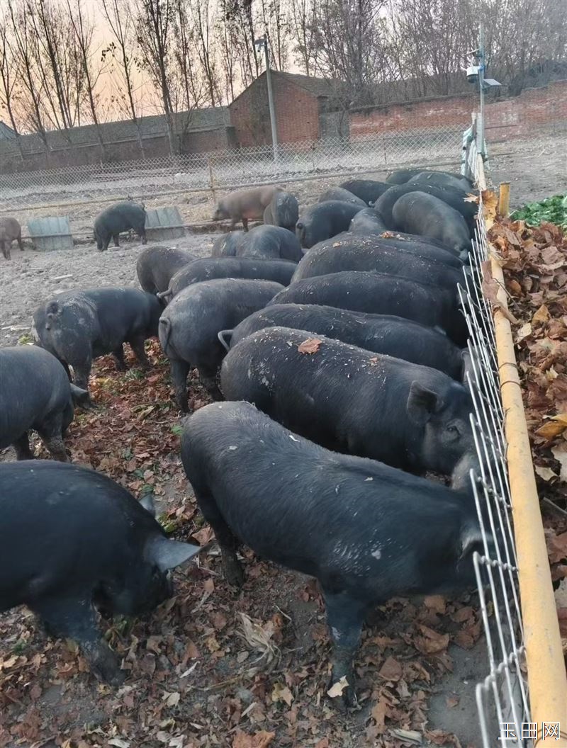 需要散养猪肉的联系,电话13514244151,地址郭桥