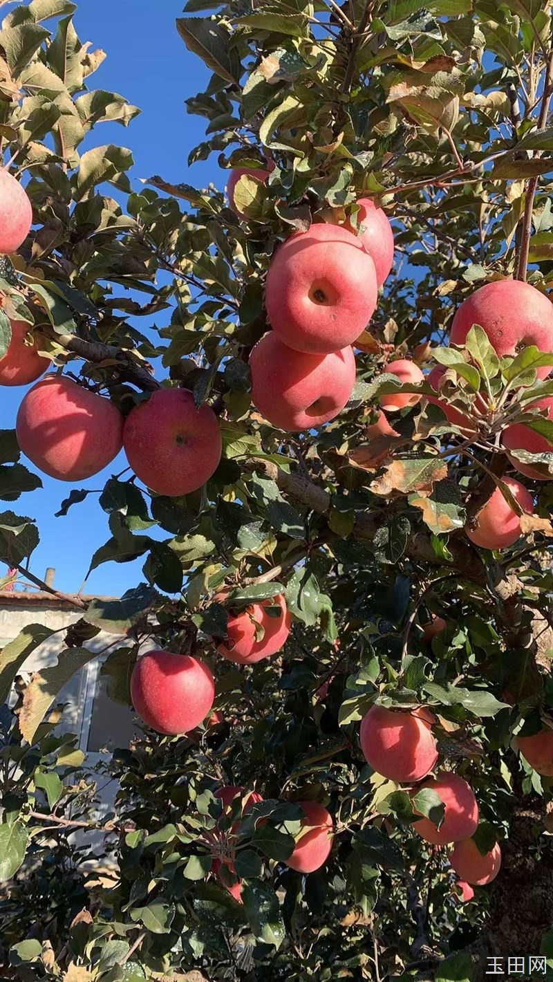 有买苹果的联系，正宗红富士苹果！玉田二郎庙市场
